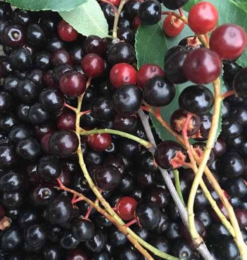 Recipe Fermented wild black cherry cordial (Prunus serotina) Tyrant